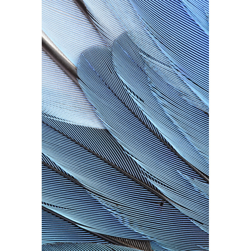 Plumes bleues par Newbird, H 12 po x l 8 po
