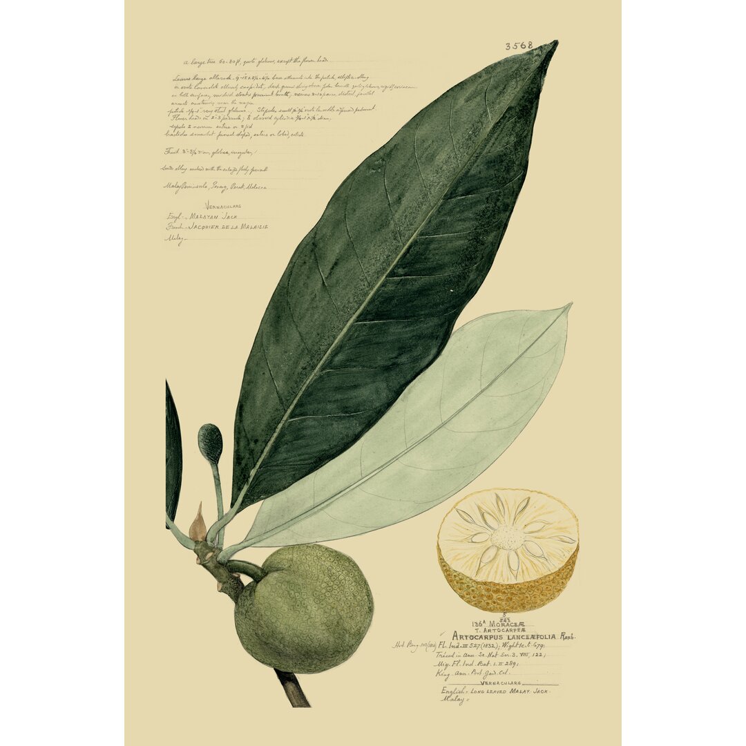 Leinwandbild Descubes Tropical Fruits III von A. Descubes