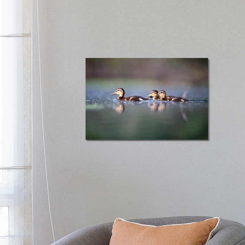 Mallard Ducklings by Mateusz Piesiak - Wrapped Canvas Print, 66.04 cm H x 45.72 cm W x 1.91 cm D
