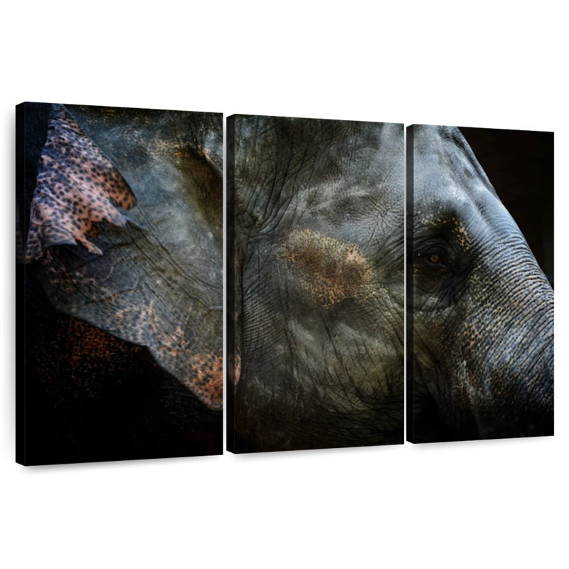 Oeil d'éléphant asiatique Brampt, H 28 po x l 45 po