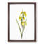 Yellow Irises by Pierre-Joseph Redoute - Picture Frame Painting Print-55614136-55614142