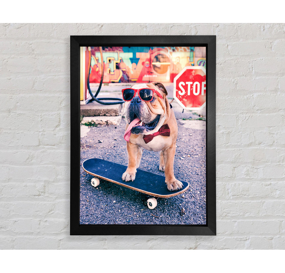 Englische Bulldogge Skateboarding - Druck