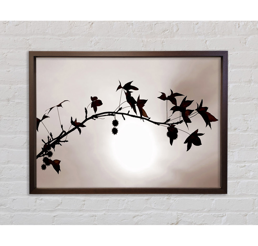 Cocoa Leaves N Berries In Sunlight - Single Picture Frame Kunstdrucke auf Leinwand