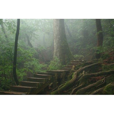 " Misty Forest "