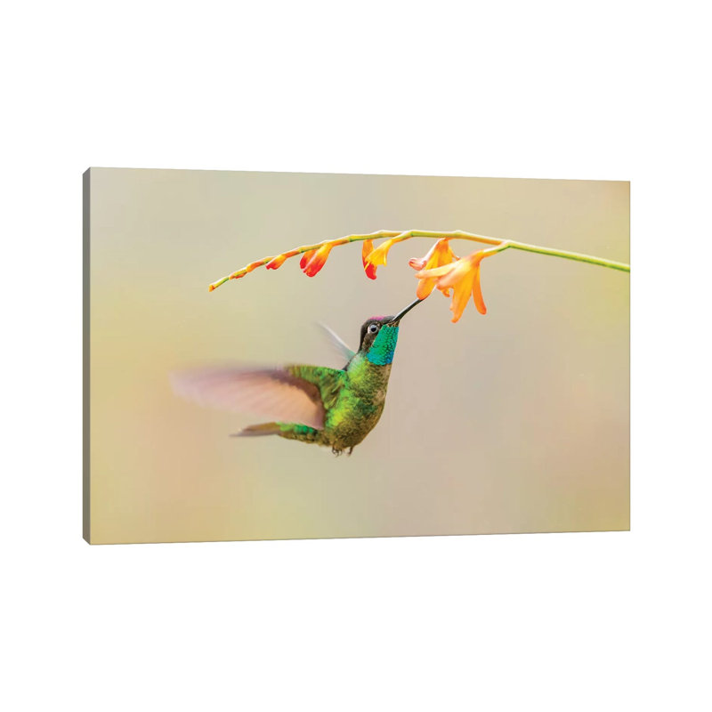 Central America, Costa Rica. Male Talamanca Hummingbird Feeding. by Jaynes Gallery - Wrapped Canvas Gallery-Wrapped Canvas Giclée
