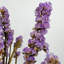 Bundle of 4 Dried Preserved Myosotis Forget-Me-Nots Bouquets 21"-111078520