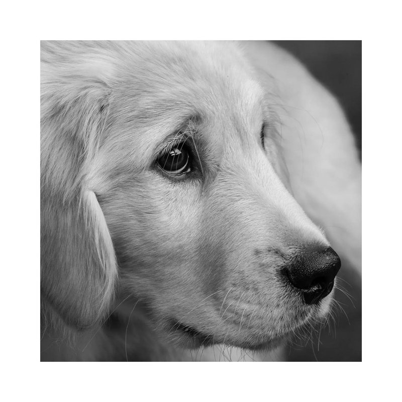 Portrait Of Golden Retriever Puppy - Wrapped Canvas Print, 66.04 cm H x 66.04 cm W x 1.91 cm D