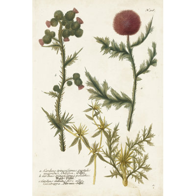 Variétés botaniques II