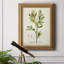 " Antique Herb Botanical IV "-2147478972
