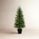 Pine Christmas Tree
