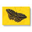 Butterfly Vol.4 - Wrapped Canvas-61848486