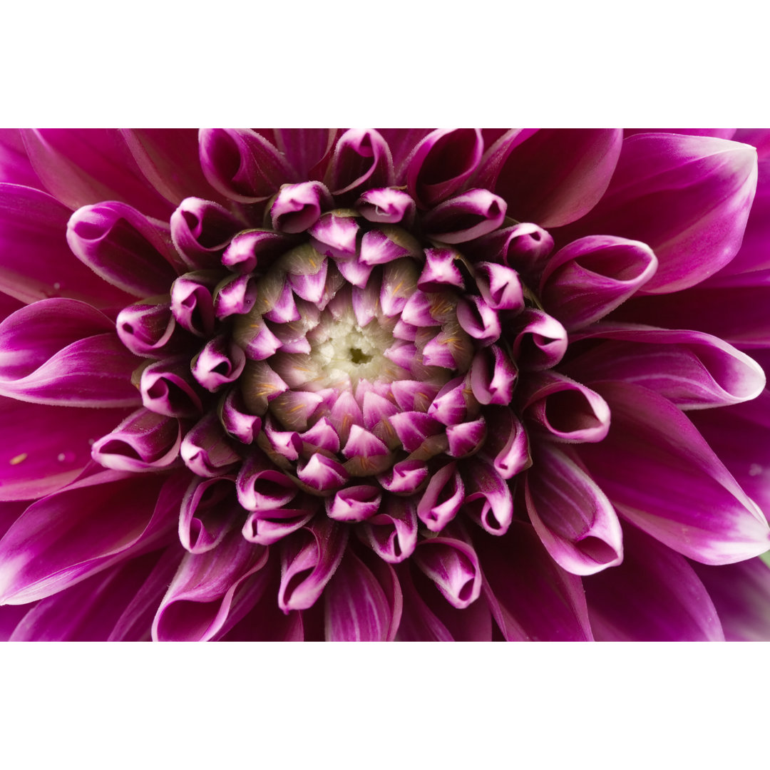 Close Up Detailed Image Of Purple Flower von Matejphoto - Leinwanddrucke