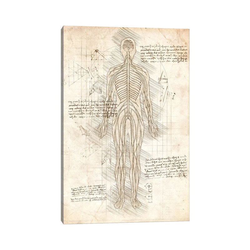 Human Nervous System by Cornel Vlad - Wrapped Canvas Print, 20.32 cm H x 30.48 cm W
