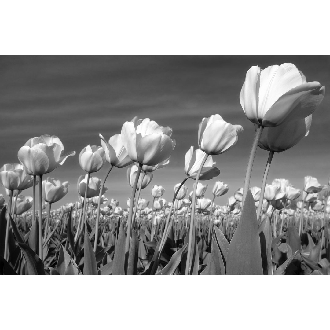 Tulpen in sanfter Brise von Jhorrocks - Kunstdrucke auf Leinwand