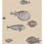 Acquario Wallpaper Roll-71036133
