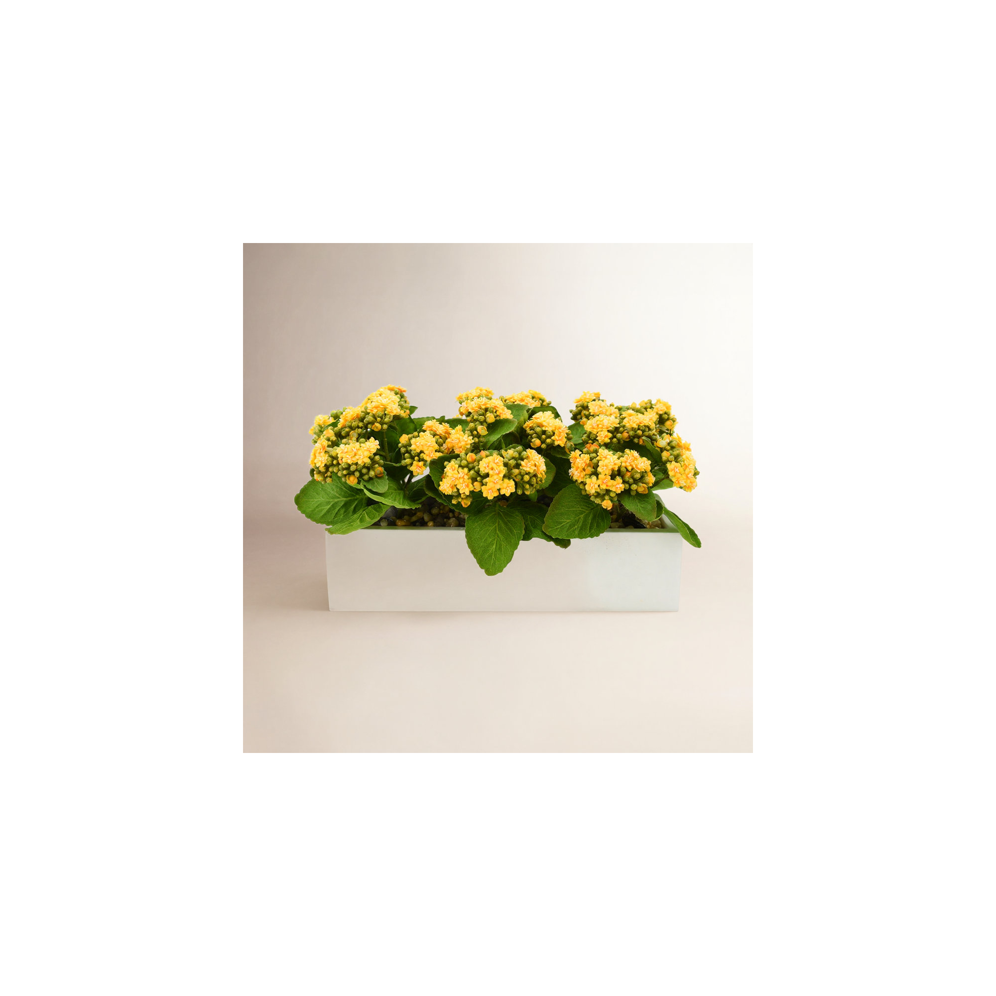 Kalanchoe Arrangement in Fiberstone Planter, 9.5" H x 18" W x 9.5" D, Yellow