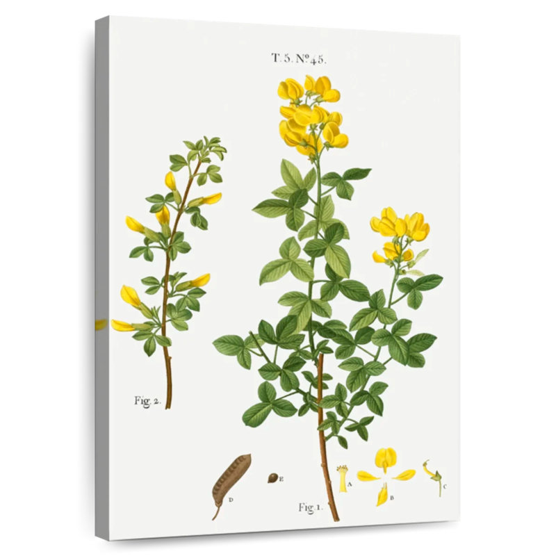 Keiri Common Cytisus Cytisus Biflorus, 45" H x 30" W