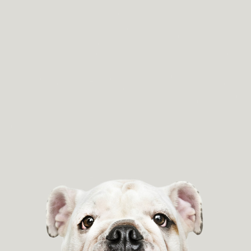 Adorable bouledogue blanc par Rawpixel - Photographie sur toile tendue, H 12 po x l 12 po