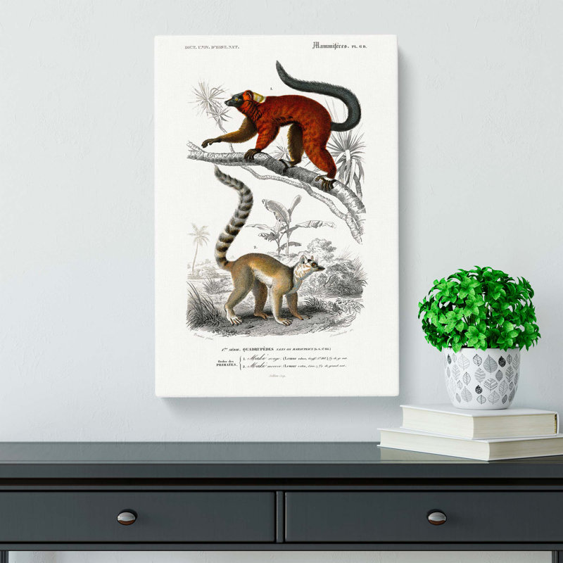 Lemur Illustrations by Charles D Orbigny - Wrapped Canvas, 76cm H x 50cm W x 3cm D