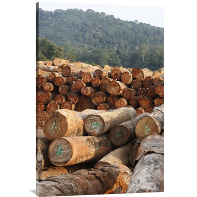" Logged Timber From The Tropical Rainforest, Cameroon "