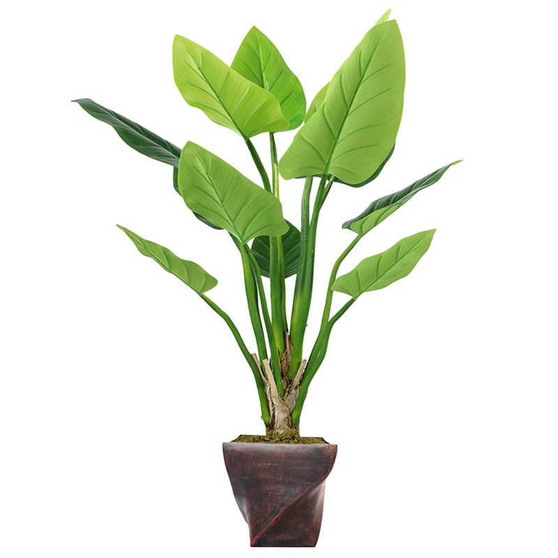 Panama Philodendron plante en pot