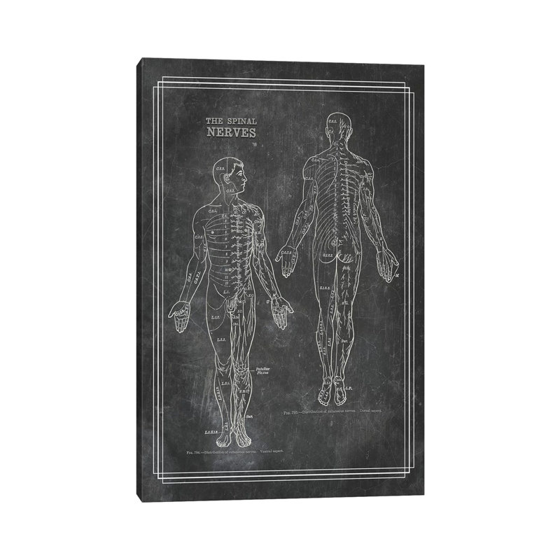 «The Spinal Nerves» par ChartSmartDecor, reproduction sur toile tendue, H 12 po x l 8 po x P 0,75 po