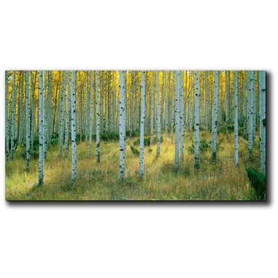 " Aspens, Ashley "