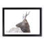 Young Elk - Picture Frame Painting Print-56739596-56739597