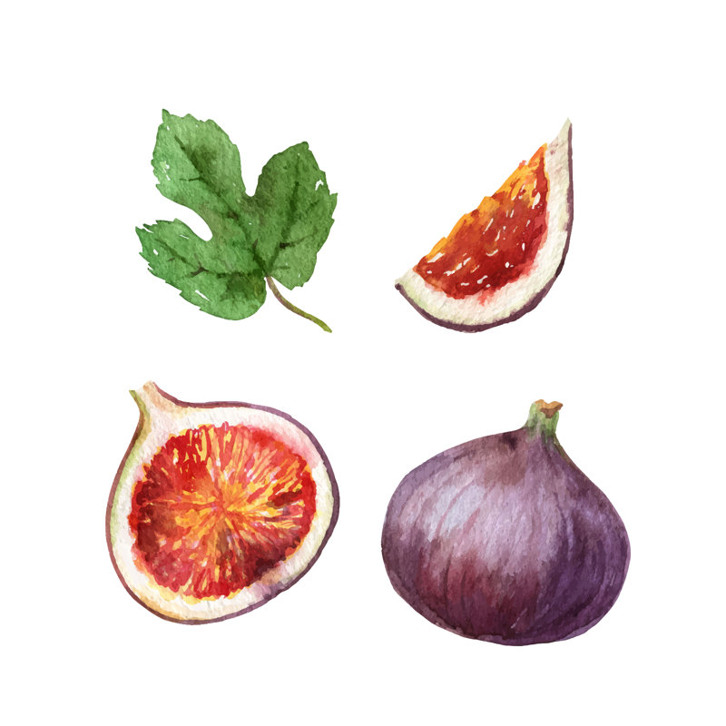 Fig Fruit Set by ElenaMedvedeva - Wrapped Canvas Painting, 91cm H x 91cm W