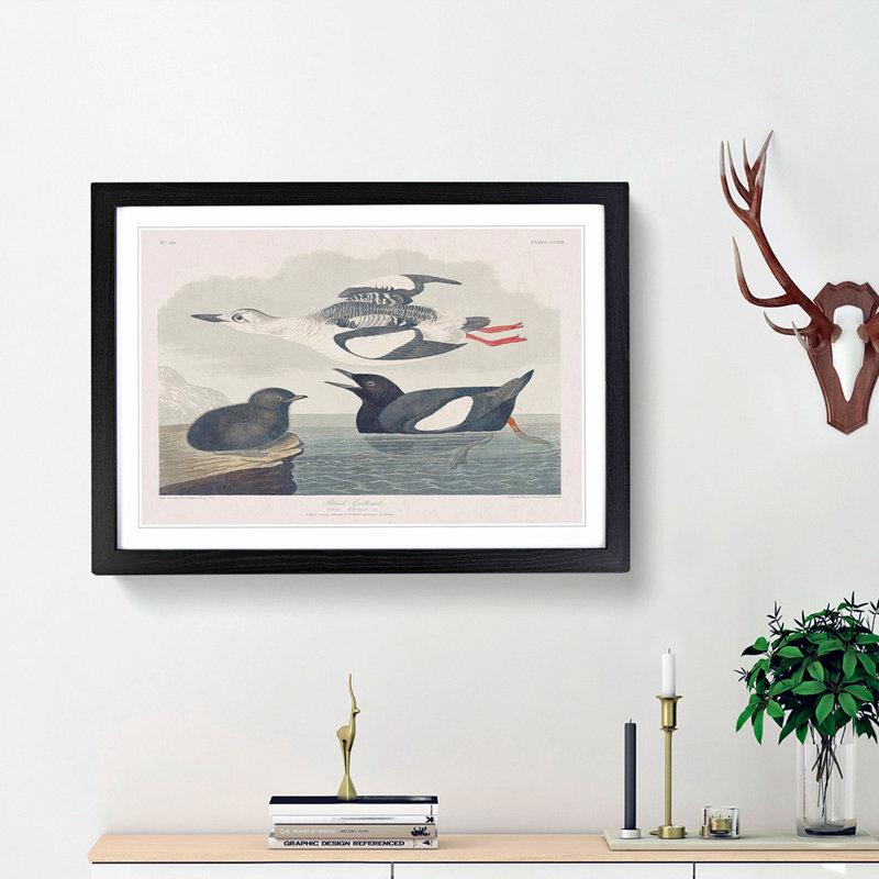Black Guillemot Bird by John James Audubon - Picture Frame Art Print, Black Framed, 36cm H x 48cm W x 2cm D