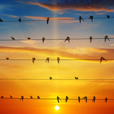 Flock Of Birds by AlinaMD - Wrapped Canvas Print