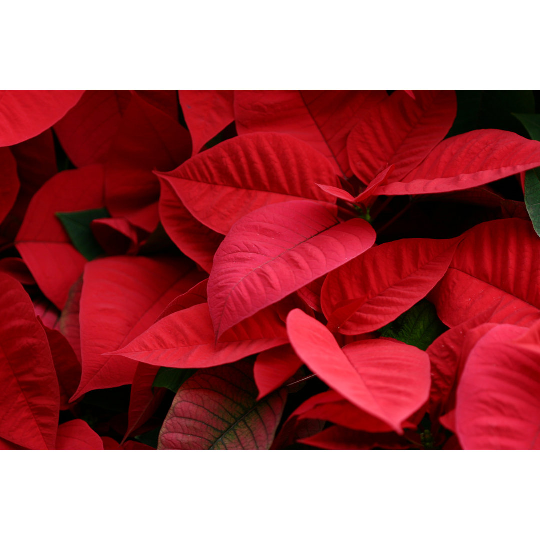 Poinsettia Hintergrund