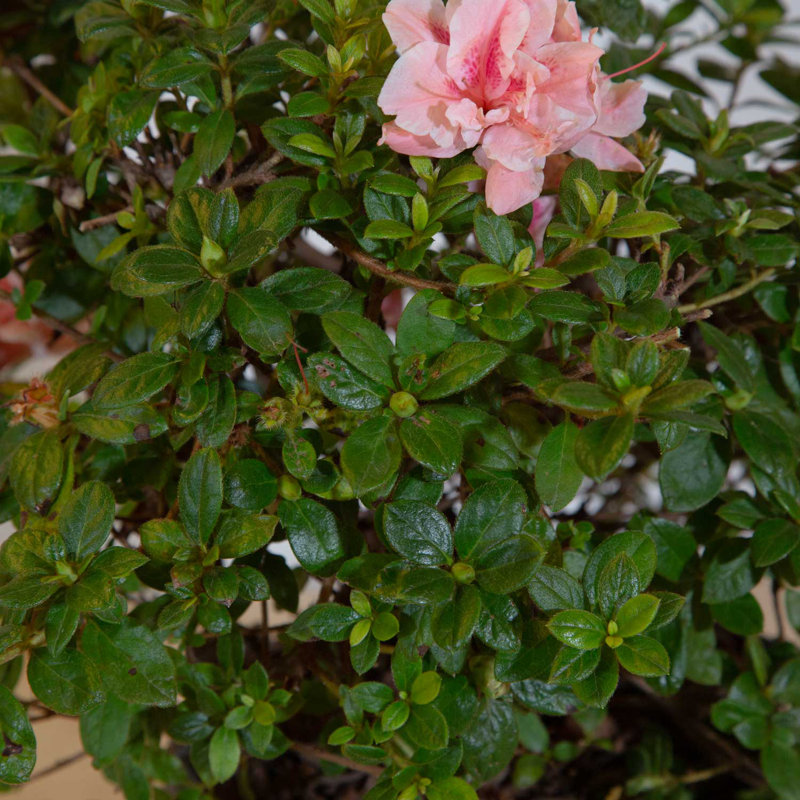 1 Gallon Autumn Belle Encore Azalea Live Low Maintenance Plant