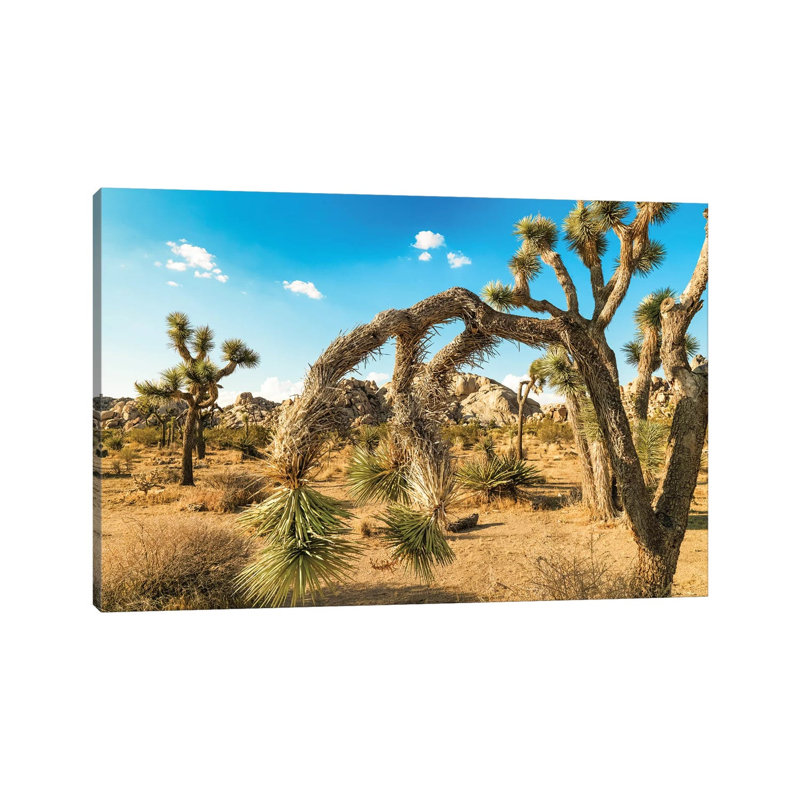 Joshua Tree National Park by Mark Paulda - Wrapped Canvas Print, 20.32cm H x 30.48cm W x 1.91cm D