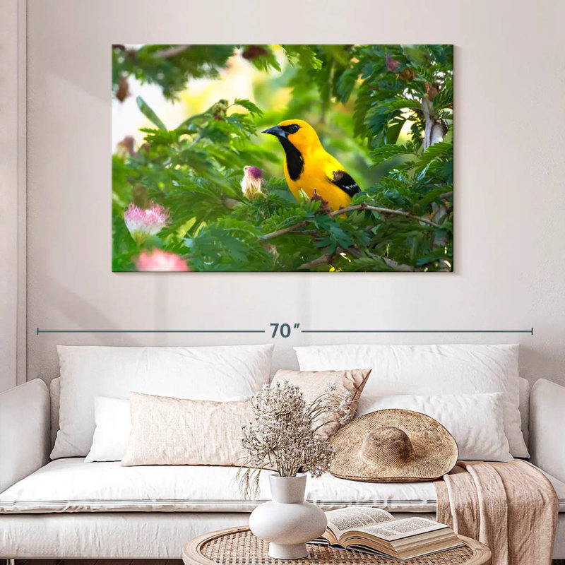Crowle Oriole Songbirds