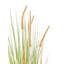 Annleigh 90cm Plant