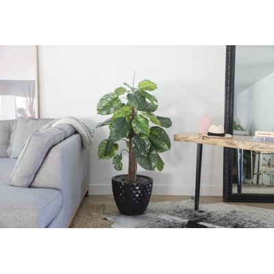 Plante à feuillage Panama