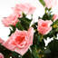 Plastic, Silk Rose Arrangement in Pot