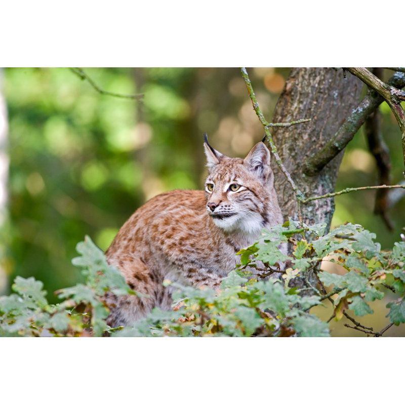 Lynx by Ayimages, 32" H x 48" W