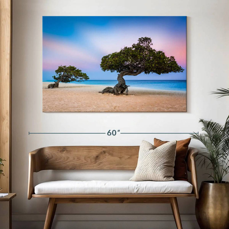 Harnek Divi Divi Trees, H 34 po x l 51 po
