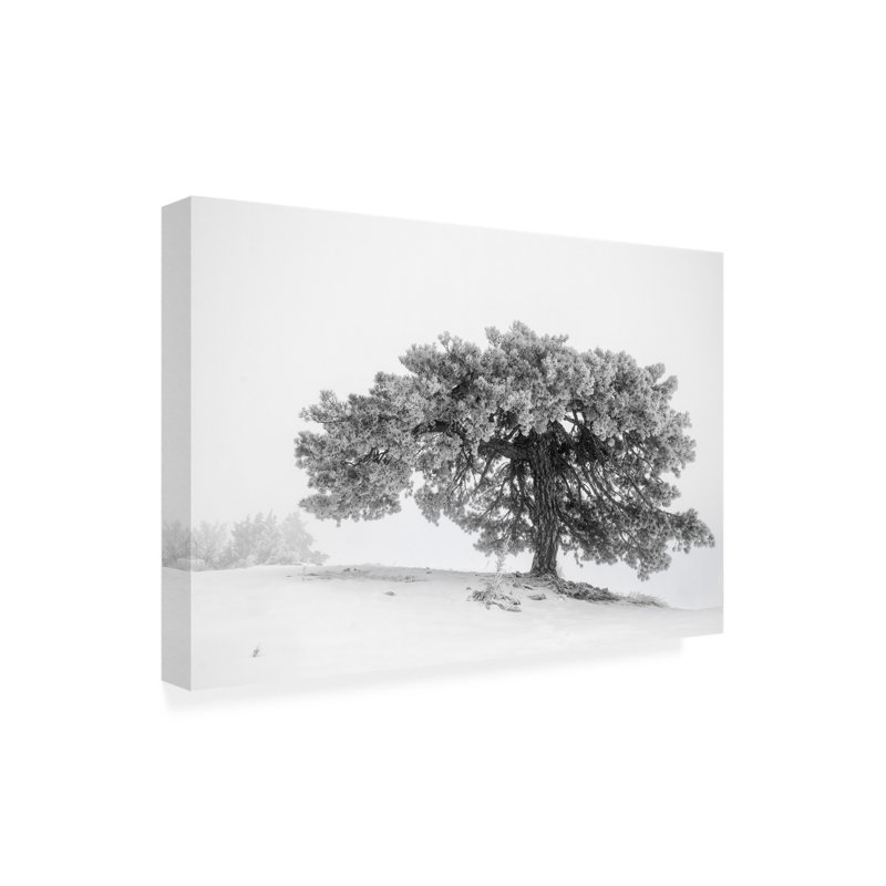 Art sur toile, "Bachelor George Digalakis", H 12 po x l 19 po