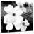 Harnek White Dogwood Flowers