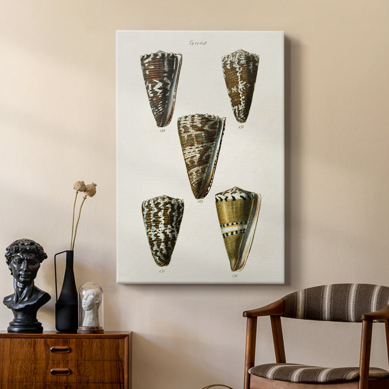 Cone Shell Collection V - galerie sur mesure, H 12 po x l 8 po