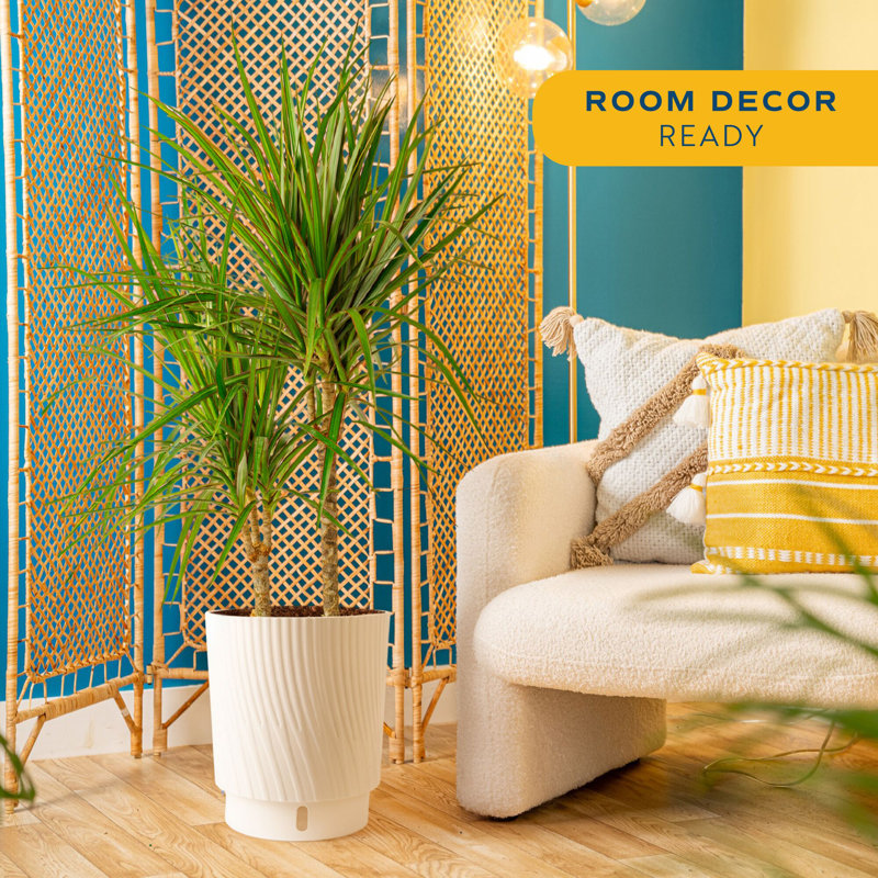 Dracaena Plant in Basket