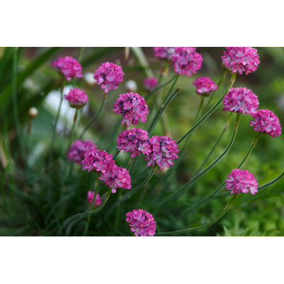 Sea Thrift - Armeria Maritima by - Photographie sur toile tendue