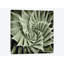 «Green Succulent I» par Mia Jensen, reproduction sur toile tendue sur châssis-29174027-72811050-72811048