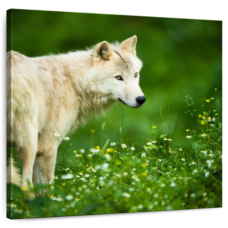 Crowle Arctic Wolf In Meadow