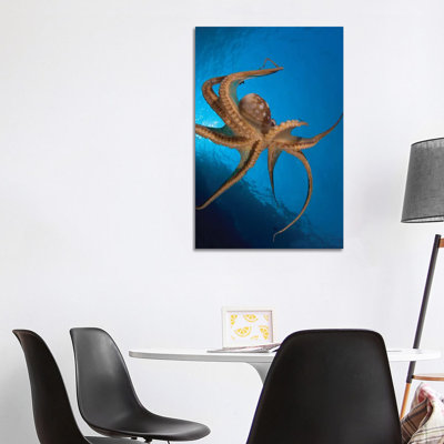 View of the Tentacle Suckers on the Day Octopus (Octopus Cyanea) I 1 Piece Wrapped Canvas Wall Art
