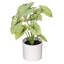 11.5 Plante-94734882