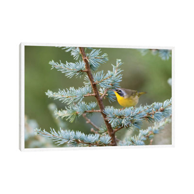 Male Common Yellowthroat (Geothlypis Trichas) In Blue Atlas Cedar. Marion County, Illinois. by Richard & Susan Day - Gallery-Wrapped Canvas Giclée on Canvas